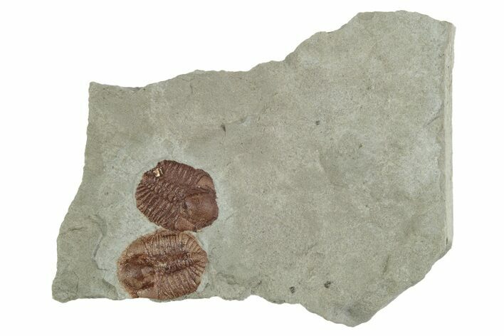 Two Ordovician Trilobite (Ampyxina) Fossils - Missouri #137260